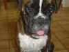 Boxer Gabby