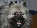 Keeshond Keeshos Buska