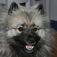 Keeshond Keeshos Buska