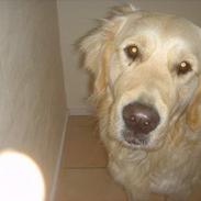 Golden retriever Zico