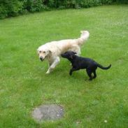 Golden retriever Zico