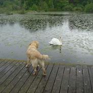 Golden retriever Zico