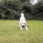 Golden retriever Zico