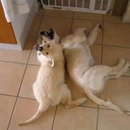 Golden retriever Zico