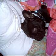 Fransk bulldog Olga