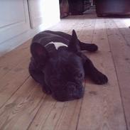 Fransk bulldog Olga