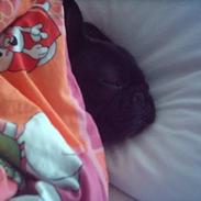 Fransk bulldog Olga