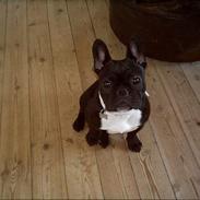 Fransk bulldog Olga