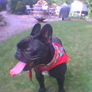 Fransk bulldog Olga