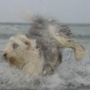 Old english sheepdog Amy