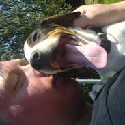 Dansk svensk gaardhund Cognac Bernhard