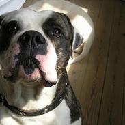 Amerikansk bulldog simba