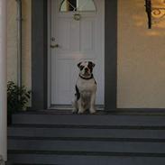 Amerikansk bulldog simba