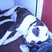 Amerikansk bulldog simba