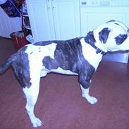 Amerikansk bulldog simba