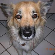 Islandsk fårehund cirkeline