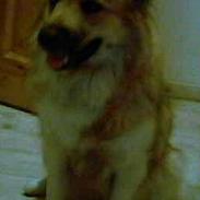 Islandsk fårehund cirkeline