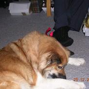 Islandsk fårehund cirkeline