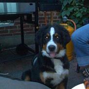 Berner sennenhund zidanq