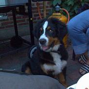 Berner sennenhund zidanq