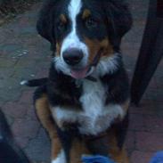 Berner sennenhund zidanq