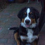 Berner sennenhund zidanq