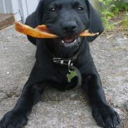 Labrador retriever Chilli