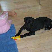 Labrador retriever Chilli