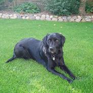 Labrador retriever Nova