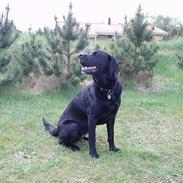 Labrador retriever Nova