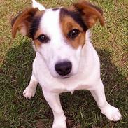 Jack russell terrier Pie    