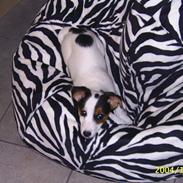 Jack russell terrier Pie    