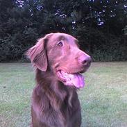 Flat coated retriever zake