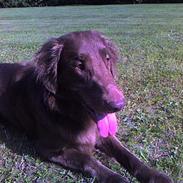 Flat coated retriever zake