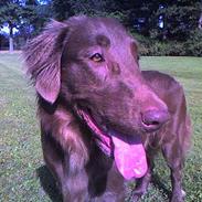 Flat coated retriever zake