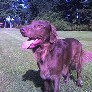Flat coated retriever zake