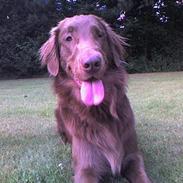Flat coated retriever zake