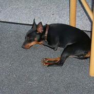 Dvaergpinscher Rødkilde's Chico