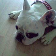 Fransk bulldog Rosa