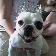 Fransk bulldog Rosa