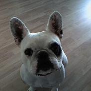 Fransk bulldog Rosa