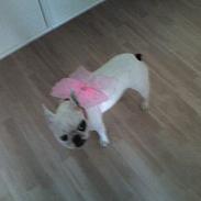 Fransk bulldog Rosa