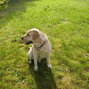 Labrador retriever marcus