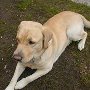Labrador retriever marcus