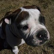 Olde english bulldogge Østergaards Britney