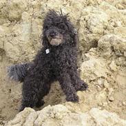 Mellempuddel Blackie