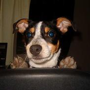 Jack russell terrier Gazza