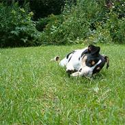 Jack russell terrier Gazza