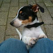 Jack russell terrier Gazza