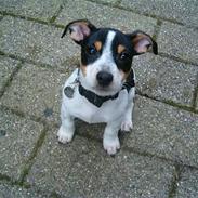 Jack russell terrier Gazza
